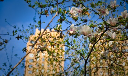 magnolias new york.jpg