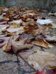 feuilles mortes.jpg
