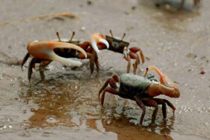 page crabes.jpg
